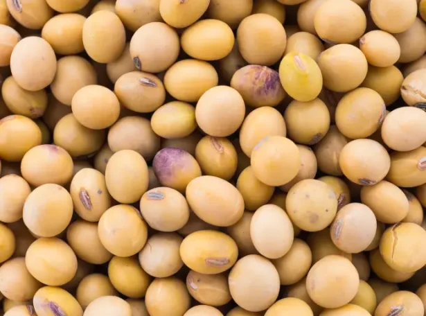 soya seeds - farm and freight